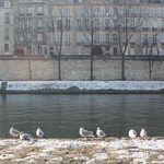 Seagulls enjoying the morning sun - bloody cold today!