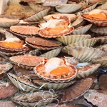 Argghhh thats were Scallops come from!