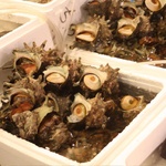 Seafood