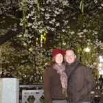 Blossoms at night in Kyoto