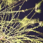Greeny Willow?