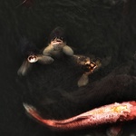Carp in the moat