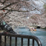 more Blossom and boat!