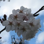 Blossom