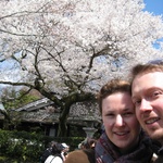 a very white blossom tree