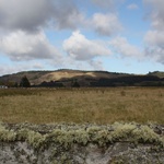 Very New Zealandy