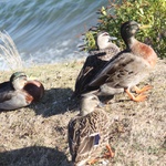 Duckies!