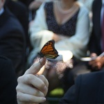 The butterfly stretches its wings!