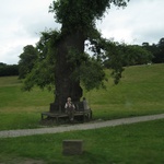 Cute little old ladies sitting beneath a massive tree.