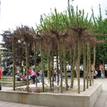 An odd upside down tree sculpture.