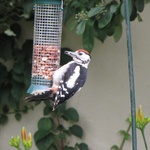 Peter's Wood Pecker
