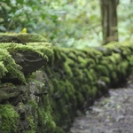 The green, oh how we have missed you!