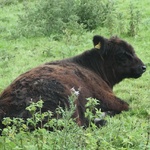 Untamed Wildlife