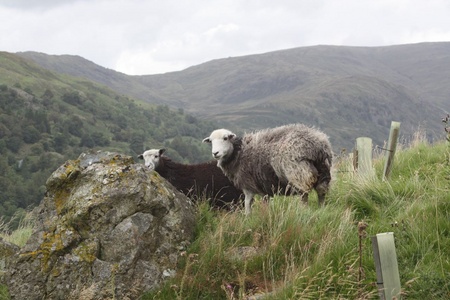 Little sheepies