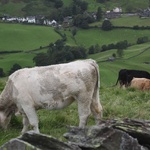More wildlife