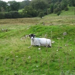 goatie?