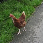 Chickens! totally having them when we have a house