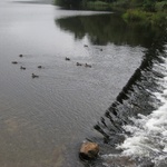 Swim duckies swim!