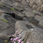 pretty pink flowers on the Causeway