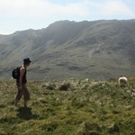 Tom herds some sheep.