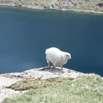 Sheepie!