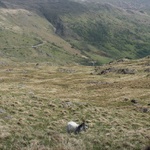 Billy Goat's gruff!