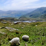 I wonder if the sheep ever stop eating to enjoy the view?