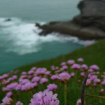 More flowers