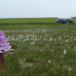 Flower and flurry tails?