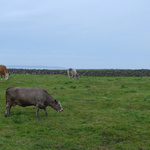moo, we are just passing through - a local paddock