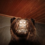 Local wildlife at our cabin accommodation 