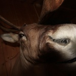 More of the local wildlife
