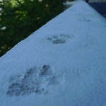 Naughty cat footprints in the concrete