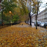 Autumn in Highbury, 2009