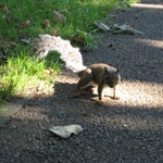 The cute squirrel in every park! 2007