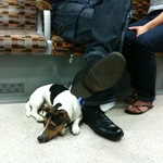 Doggie on the overground, 2010