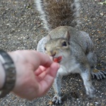 Turkish delighted Squirrel