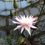 Kew Gardens, 2009