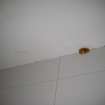 Our bathroom mold, 2009