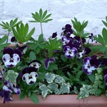 My Flowers in our garden, 2010