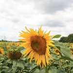 So many sunflowers