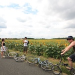 Rest break to photo the sunflowers