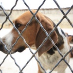 So many French Hounds