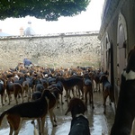 We liked the hounds.