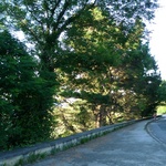 Riding up the hilliest hill ever! Ngaio Gorge would compare