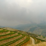 Bush fires in the distance added a smokey effect to our vineyard meandering. 