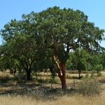 Cork trees were everywhere on our drive inland towards Spain