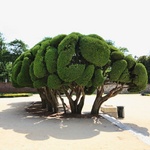 Funky trees