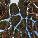 too many photos of the trees!