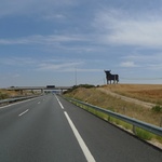 Bull in the distance
